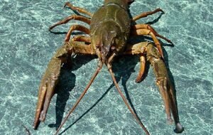 В министерстве напомнили о минимальном размере рака, которого разрешено ловить в водоемах Украины