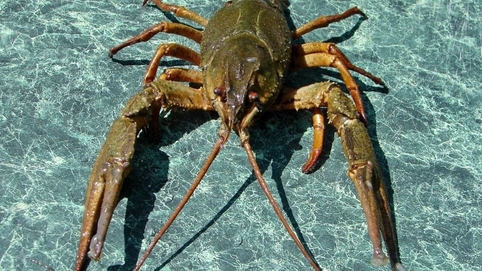 В министерстве напомнили о минимальном размере рака, которого разрешено ловить в водоемах Украины