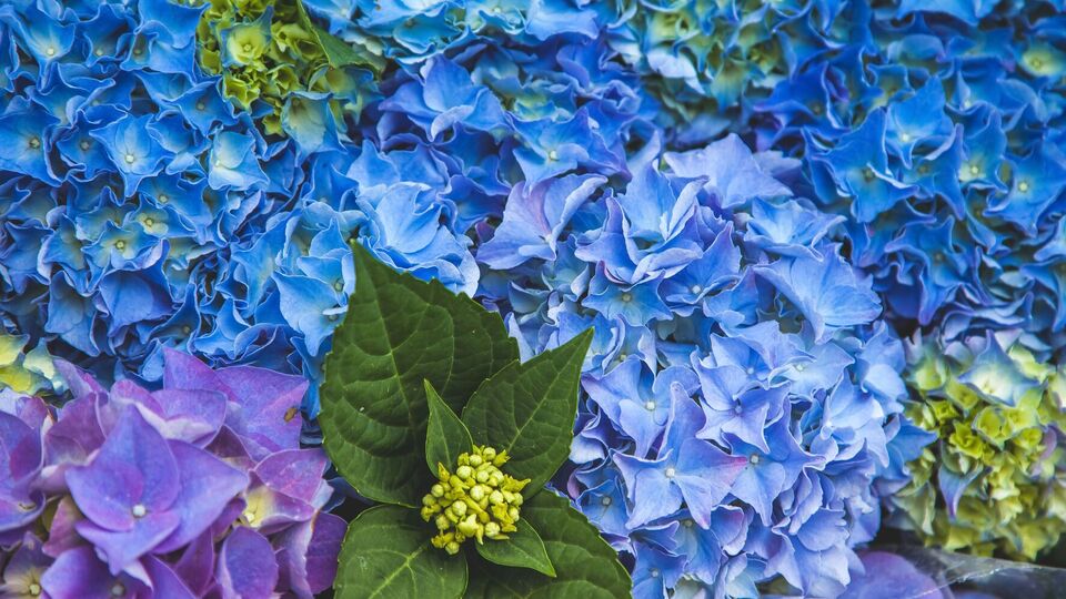 Гортензия требует особого ухода