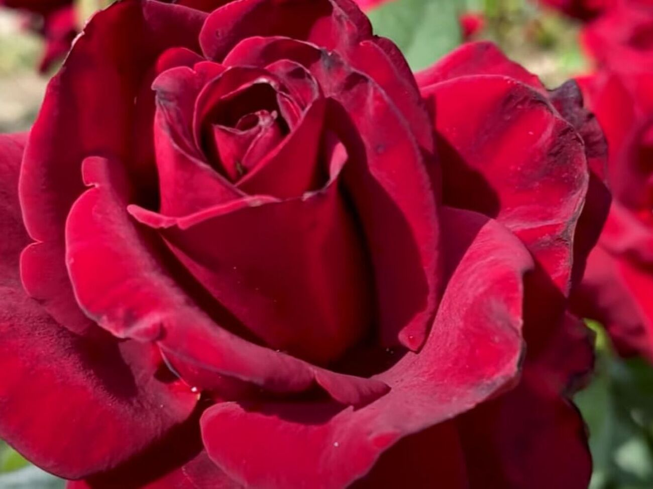 Квіти найкраще зрізати на початку цвітіння