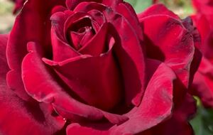 Квіти найкраще зрізати на початку цвітіння