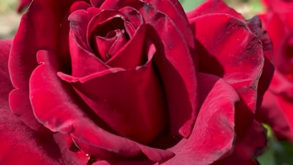 Цветы лучше всего срезать в самом начале цветения