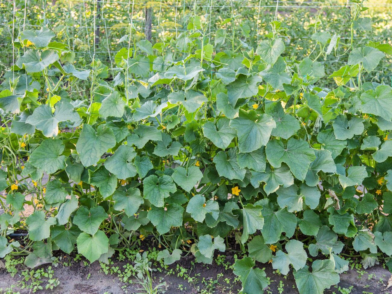 Через неправильний полив листя на огірках може покритися жовтими плямами