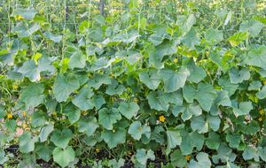 Через неправильний полив листя на огірках може покритися жовтими плямами