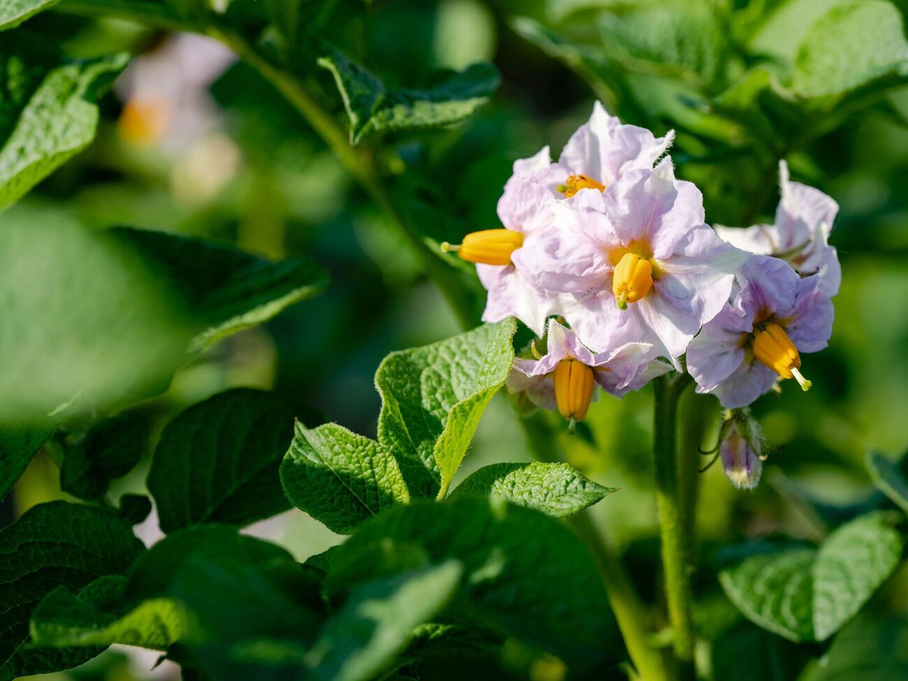 Скашивание проводят тогда, когда большинство листьев пожелтеет