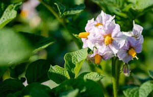 Скошування проводять тоді, коли більшість листя пожовтіє