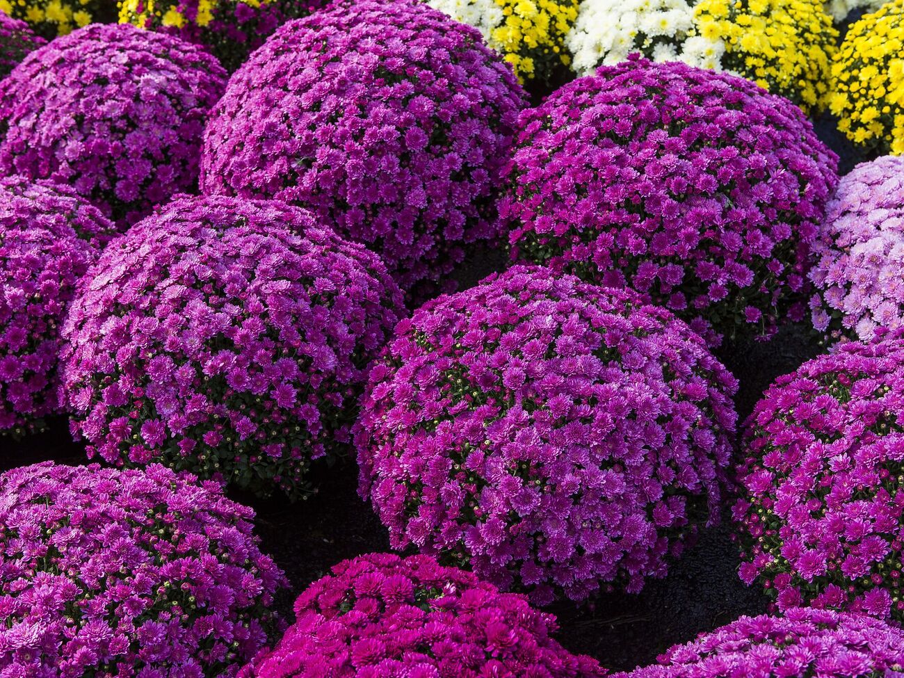 Якщо за мультифлорою не доглядати, вона виросте високим кущем