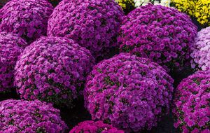 Если за мультифлорой не ухаживать, она вырастет высоким кустом