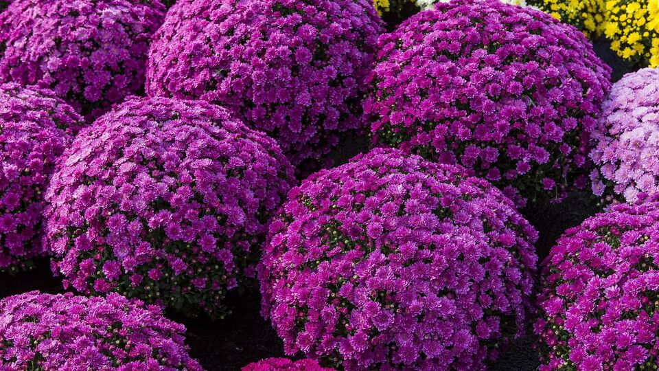 Якщо за мультифлорою не доглядати, вона виросте високим кущем