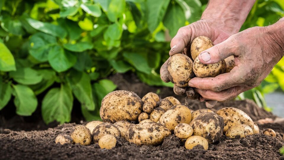 Калієва селітра стимулює ріст рослини та підвищує врожай