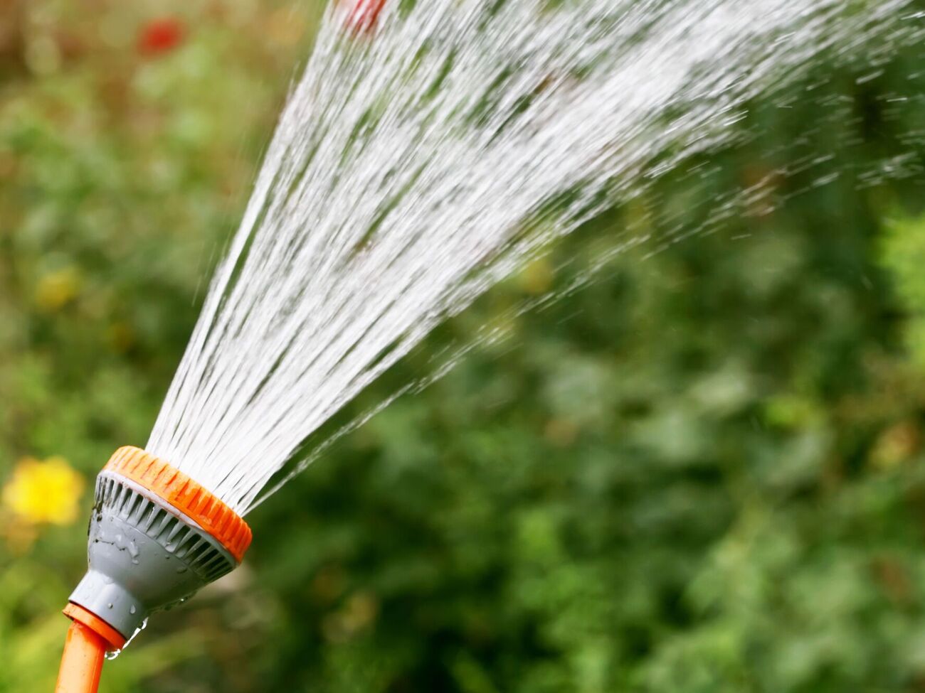 У спеку рослини потрібно поливати лише під корінь