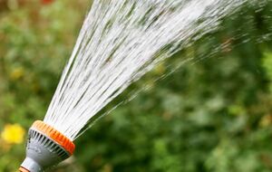 В жару растения нужно поливать только под корень