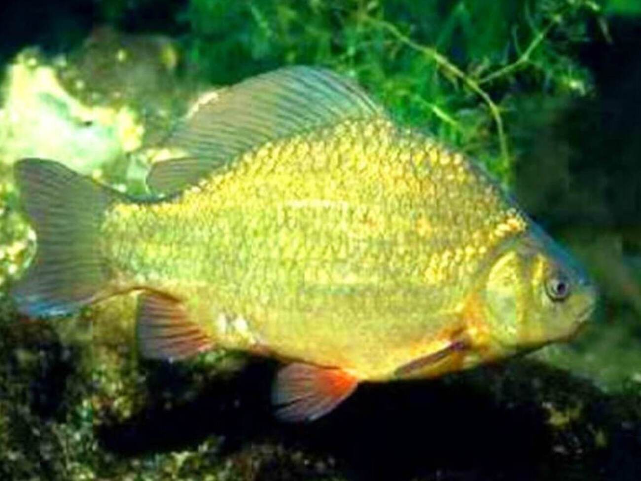 Золотой карась – рыба семейства карповых, обитающая в пресноводных водоемах