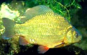 Золотой карась – рыба семейства карповых, обитающая в пресноводных водоемах