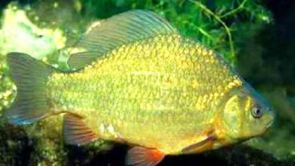 Золотой карась – рыба семейства карповых, обитающая в пресноводных водоемах