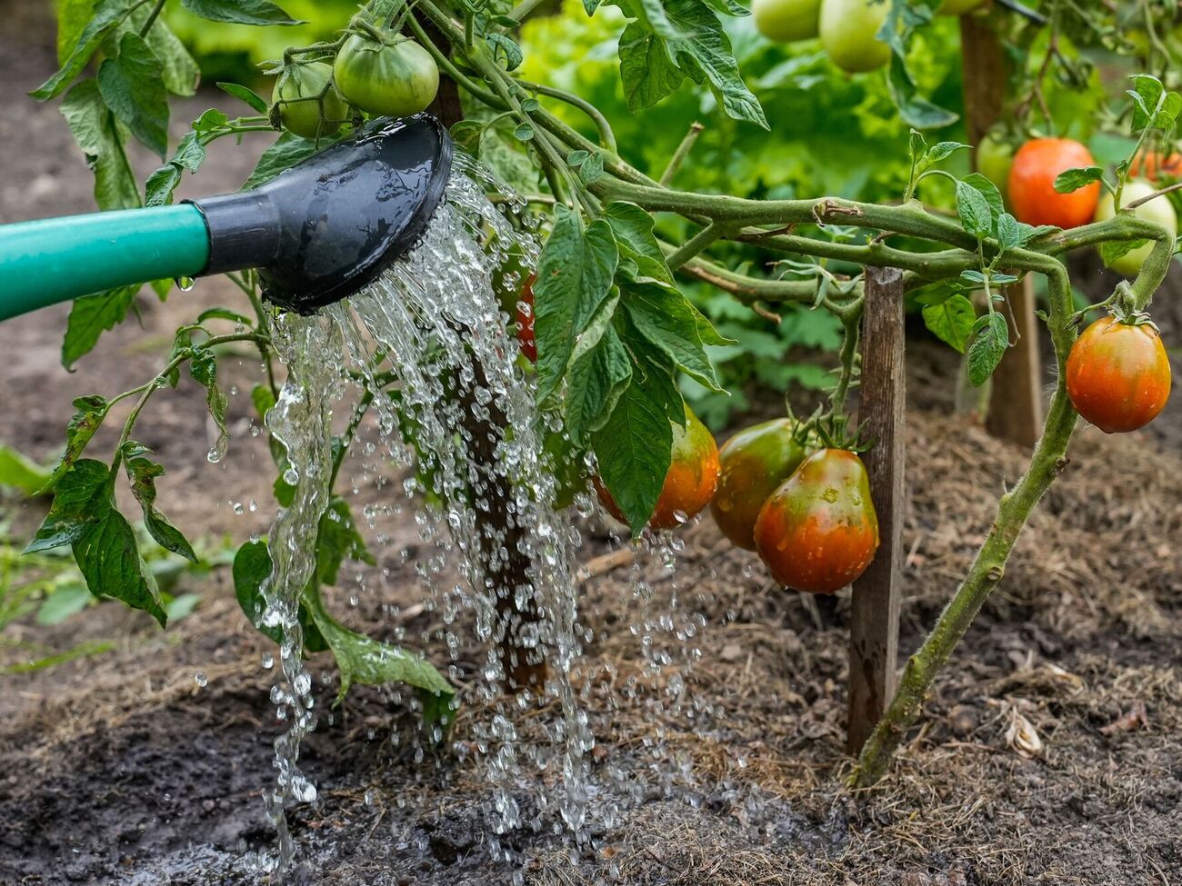 Томати матимуть чудовий смак після такого підживлення