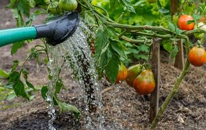 Томати матимуть чудовий смак після такого підживлення