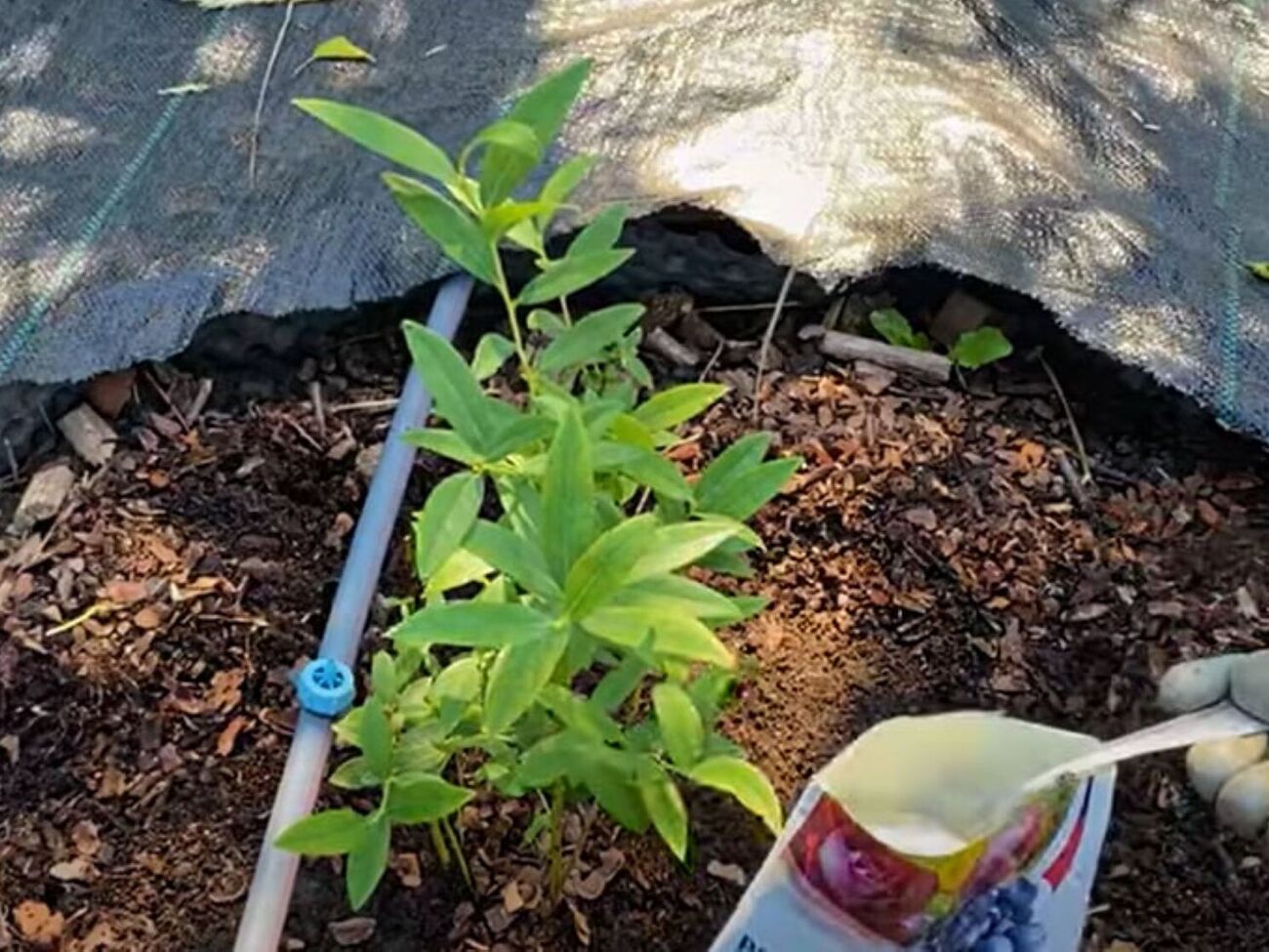 Лохину в середині літа потрібно підживити колоїдною сіркою