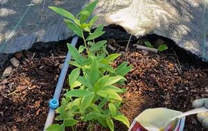 Лохину в середині літа потрібно підживити колоїдною сіркою