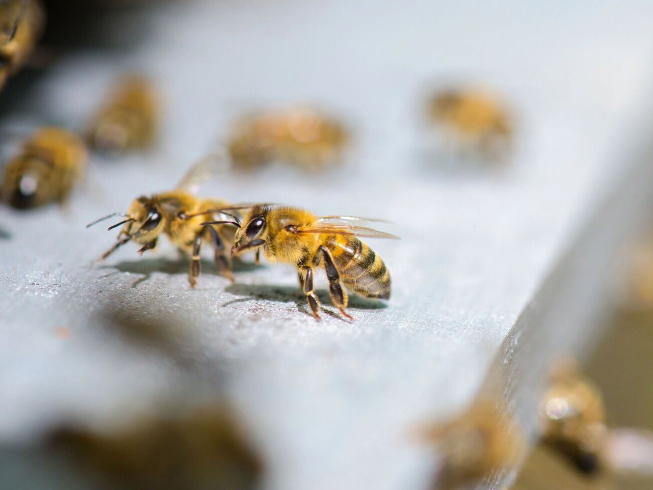 Ученые Пекинского технологического института создали самый маленький в мире контроллер для мозга пчелы