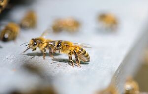 Ученые Пекинского технологического института создали самый маленький в мире контроллер для мозга пчелы