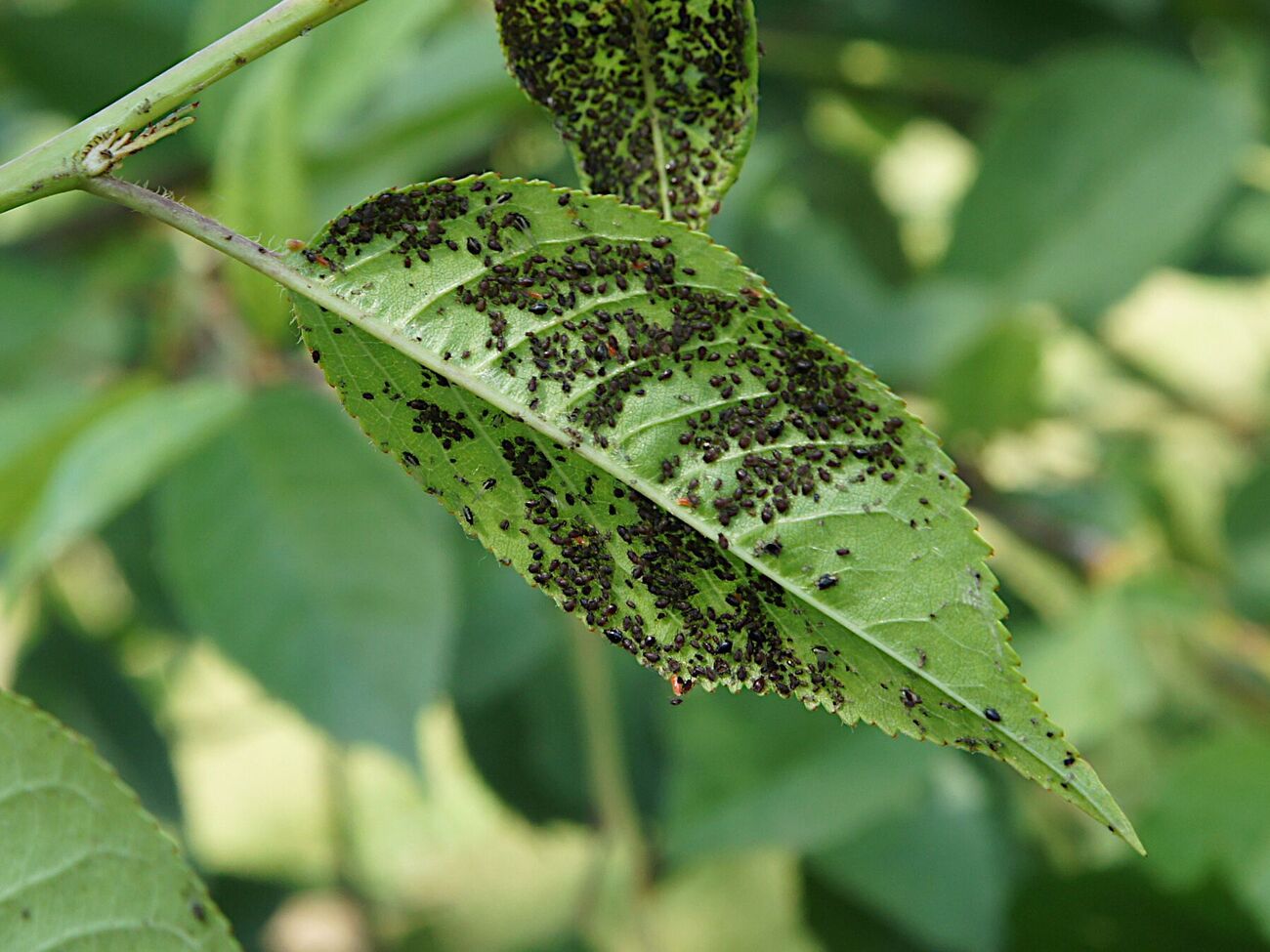 Проти попелиці потрібно обробити овочі тричі через три дні