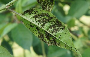 Проти попелиці потрібно обробити овочі тричі через три дні