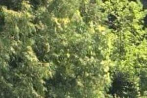 Светлана Поклад об изменении поведения собаки: Ест только из рук