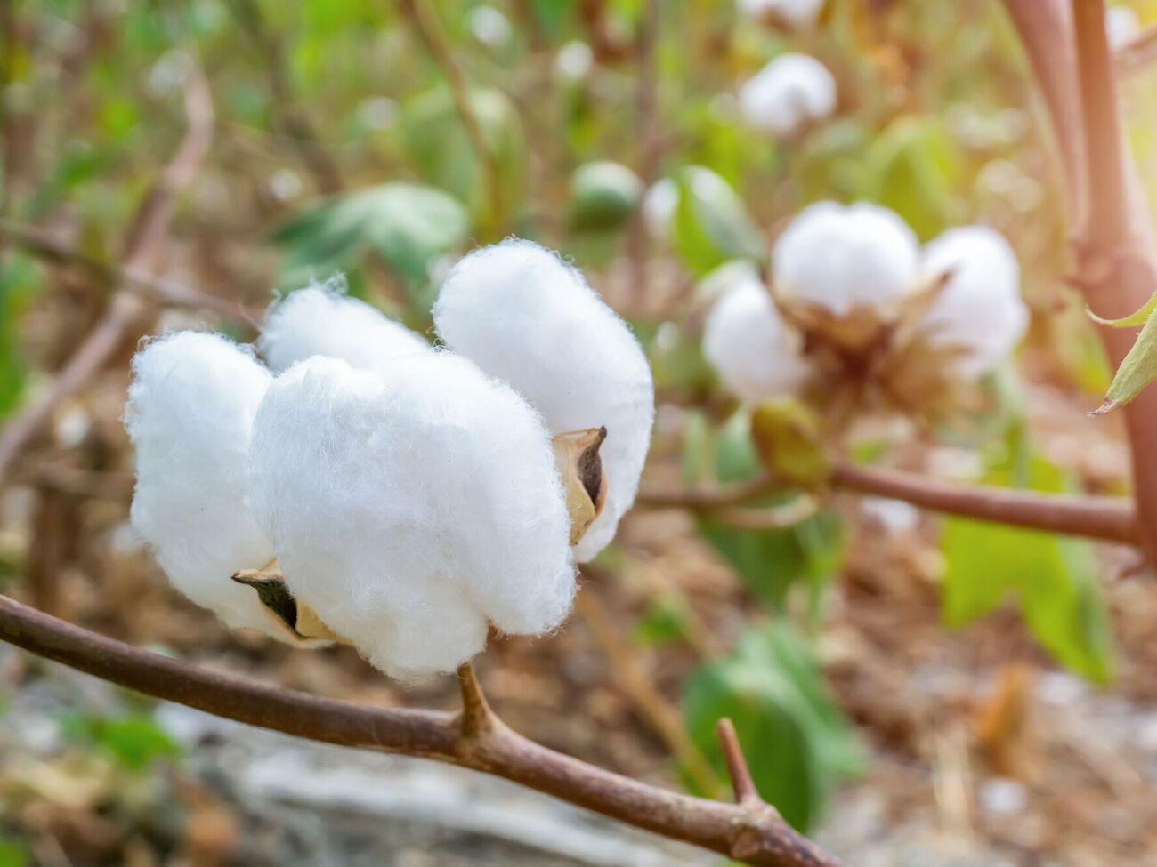 Бавовник потрібен для виробництва пороху й боєприпасів