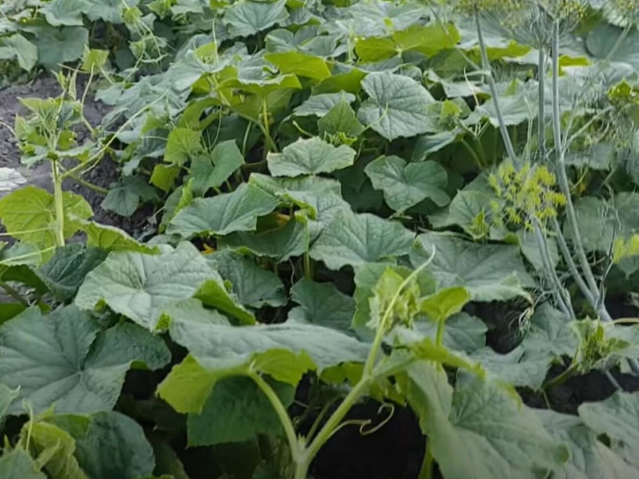 Поливая огурцы, нужно избегать попадания воды на листья