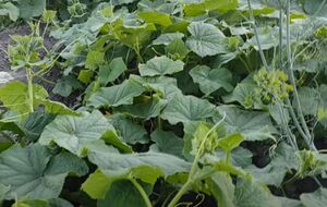 Поливая огурцы, нужно избегать попадания воды на листья