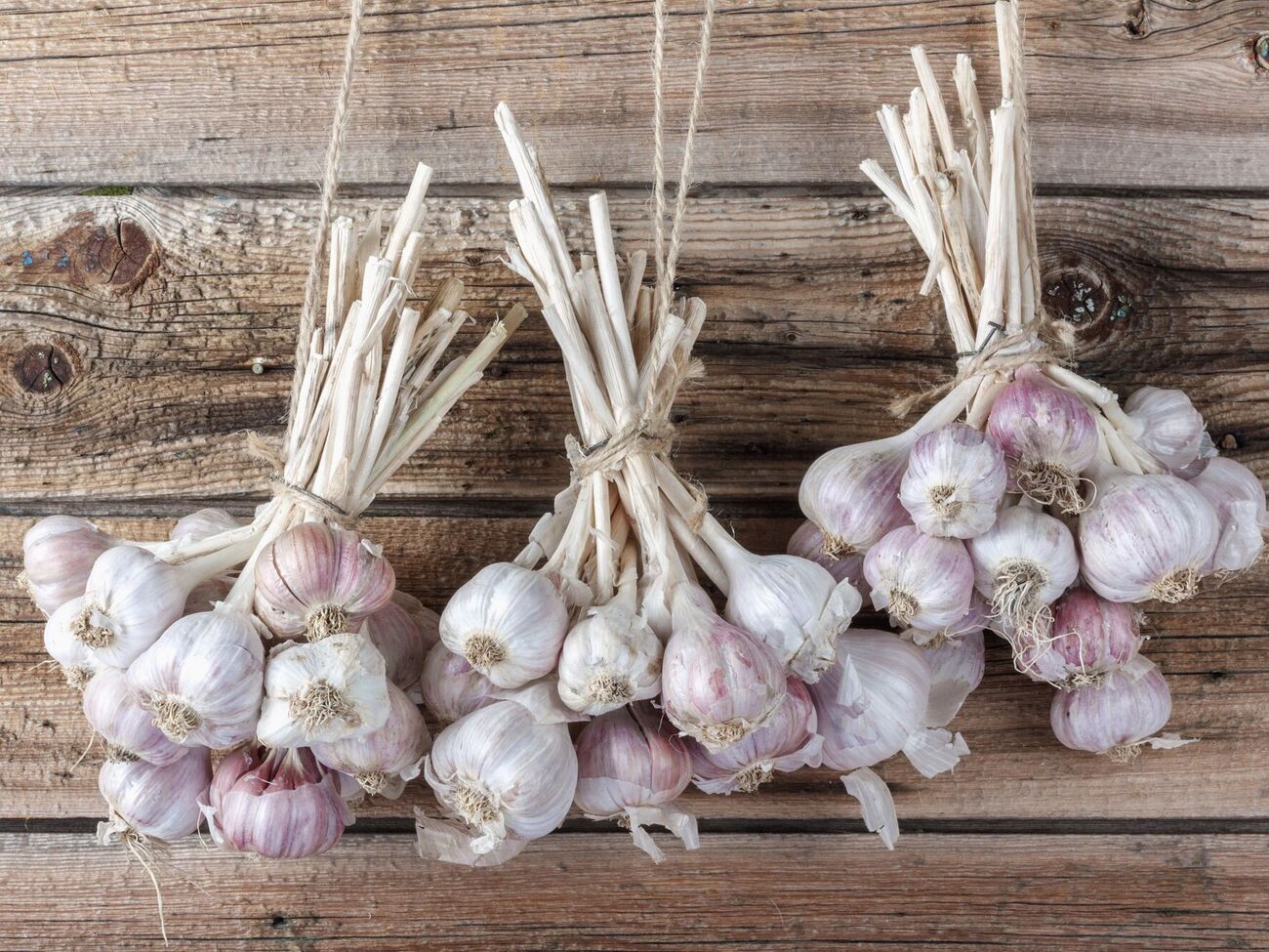 Выкопанный чеснок должен хорошо проветриваться