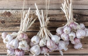 Выкопанный чеснок должен хорошо проветриваться