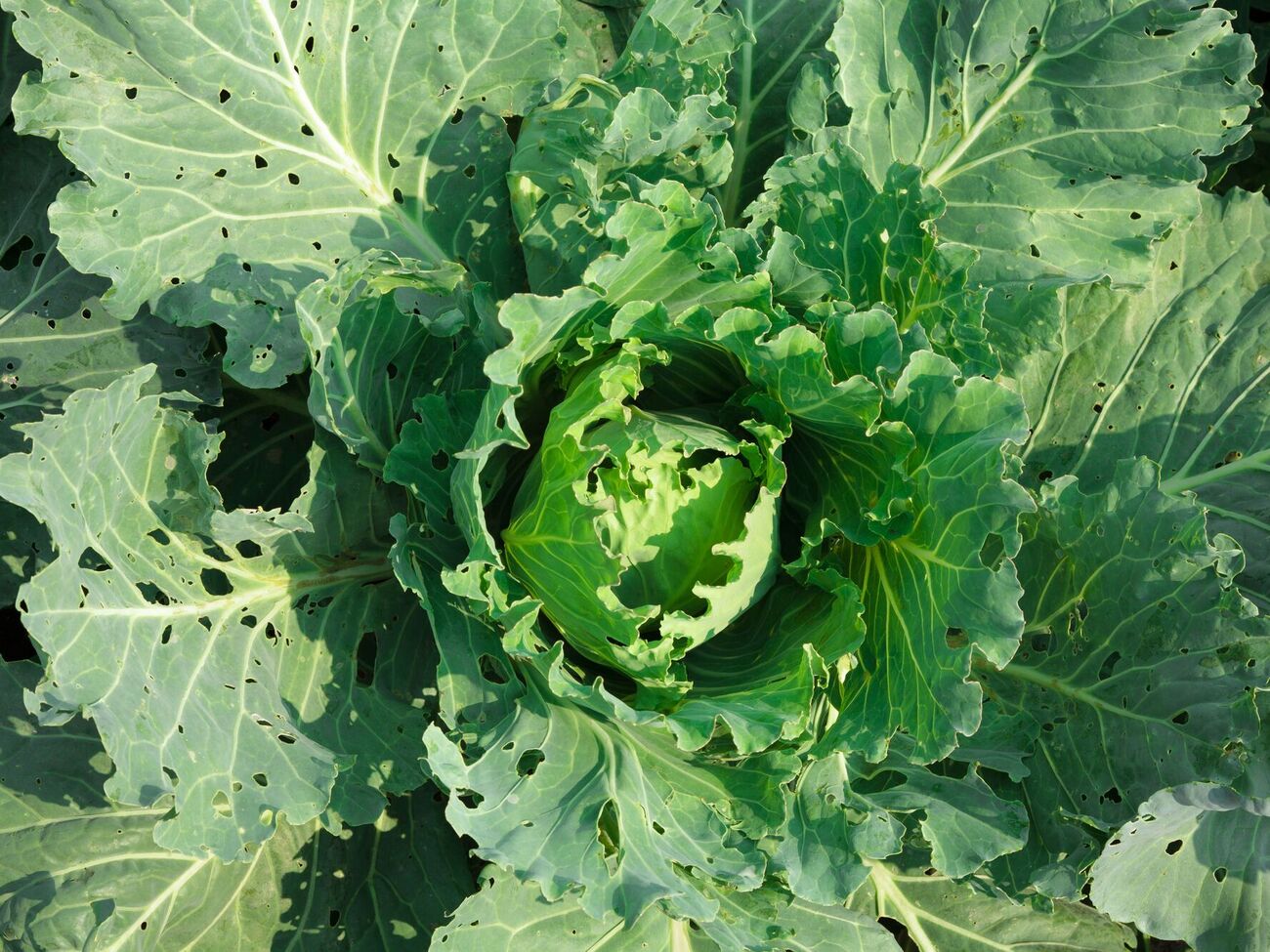 Капустная моль проедает дыры на листьях
