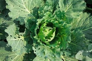 Капустяна міль проїдає дірки на листі