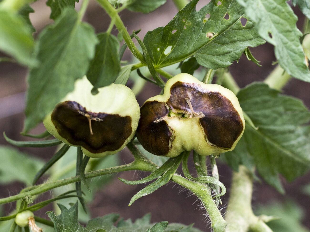 Раствор от верхушечной гнили помидоров готовится из аптечных препаратов