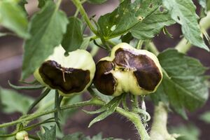 Раствор от верхушечной гнили помидоров готовится из аптечных препаратов