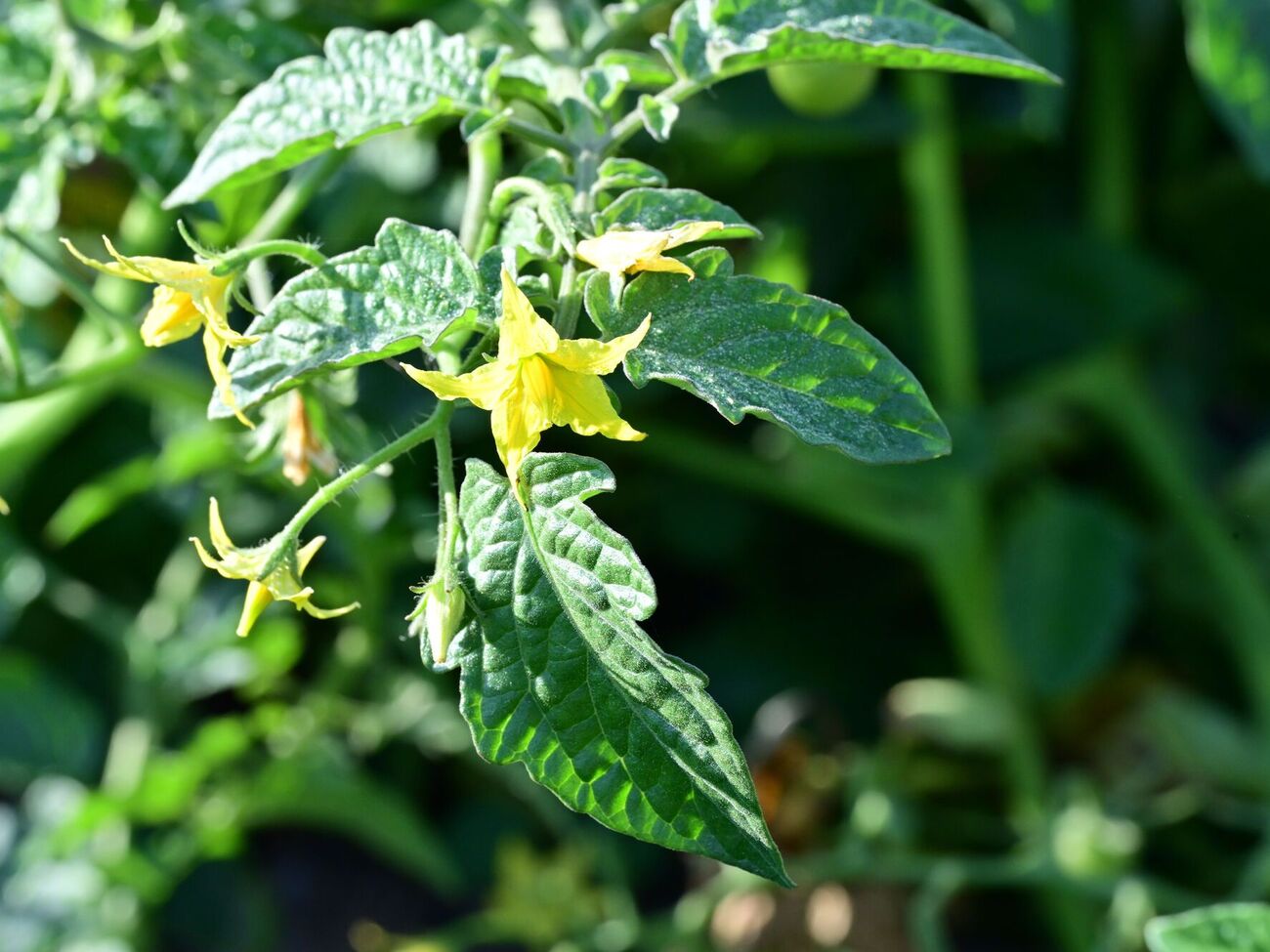Помидоры в жару сбрасывают завязь