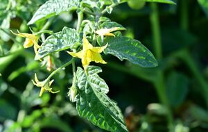 Помидоры в жару сбрасывают завязь