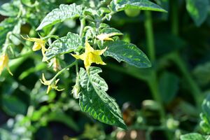 Помидоры в жару сбрасывают завязь