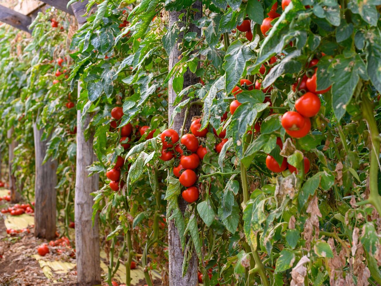 В жару рост растений прекращается