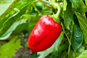 Перец вырастет очень вкусным