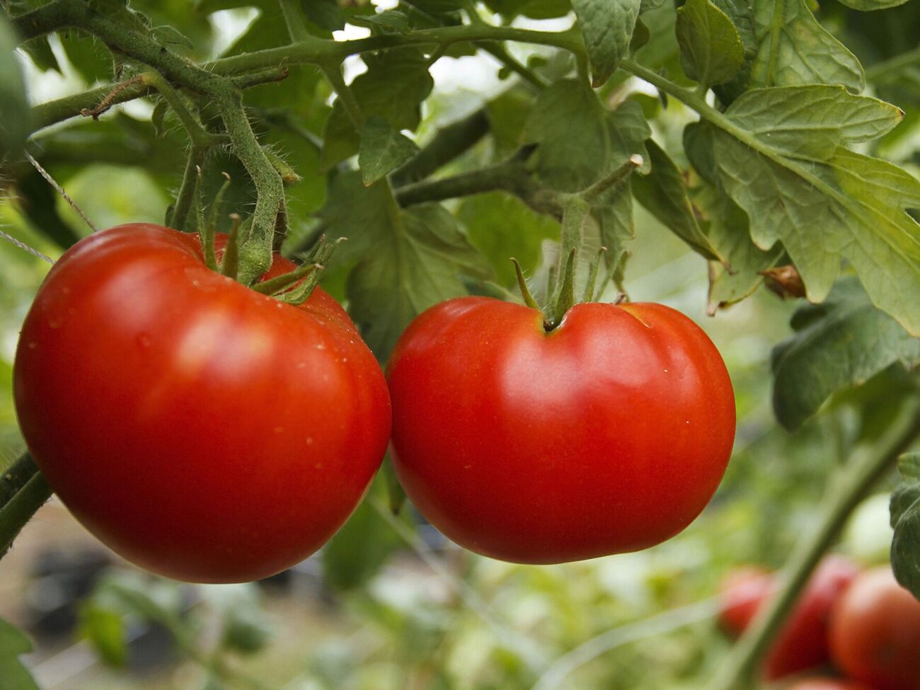 Под каждый куст нужно вылить 1 л подкормки