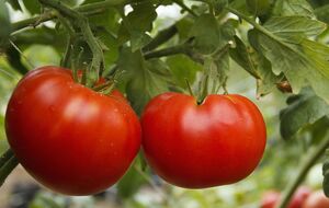 Под каждый куст нужно вылить 1 л подкормки