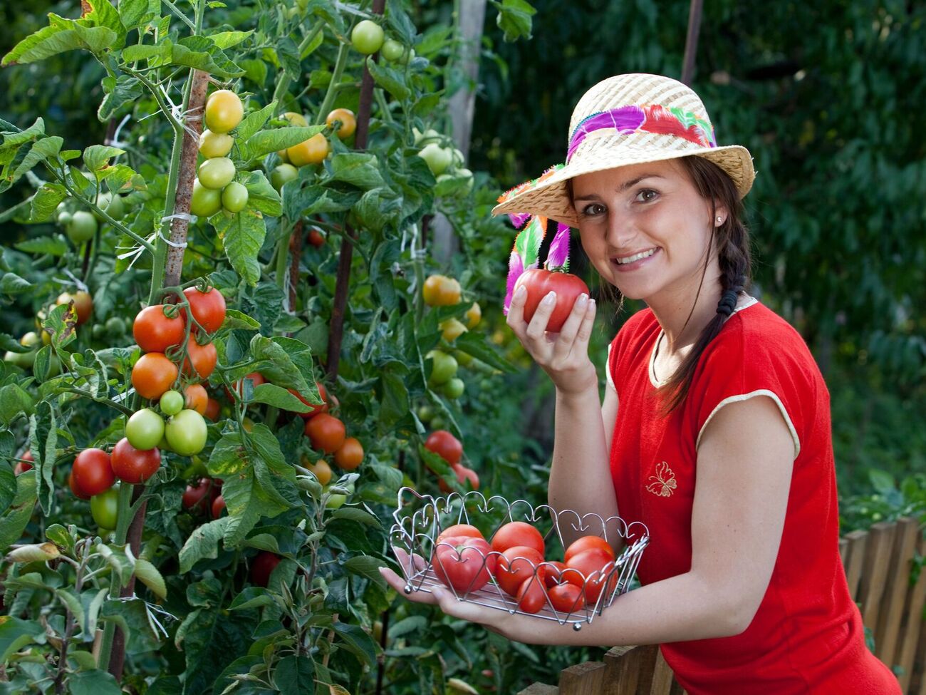 Здоровый урожай будет обеспечен после применения этого раствора