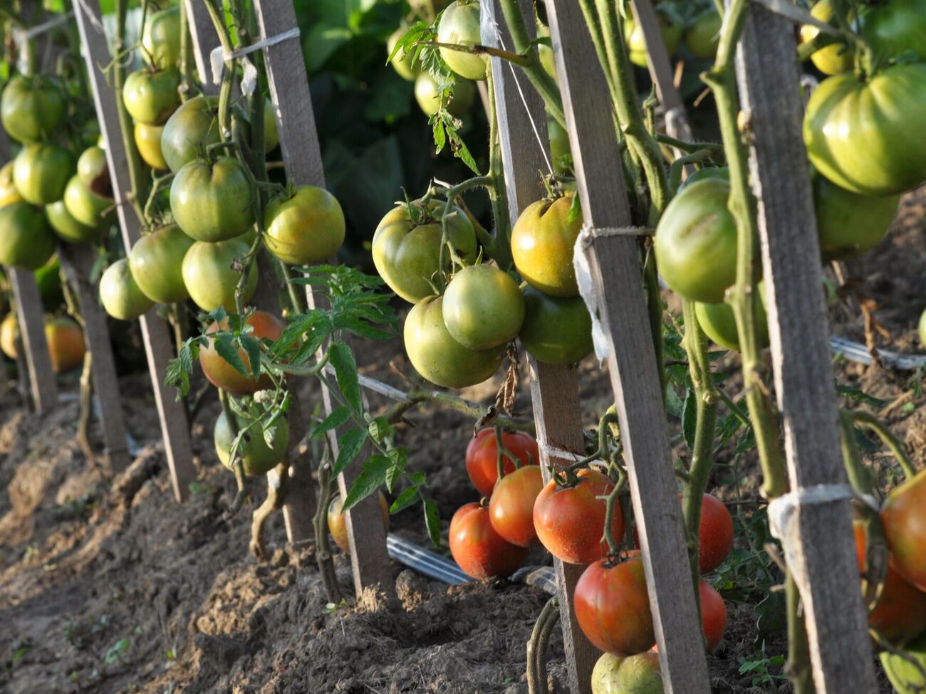 Огородники рекомендуют выливать под каждый куст около 5 л воды два раза в неделю