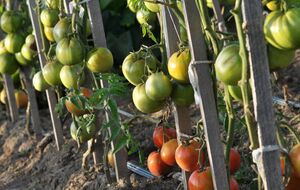 Огородники рекомендуют выливать под каждый куст около 5 л воды два раза в неделю