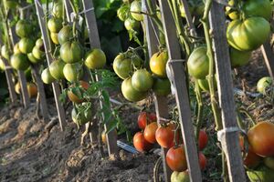 Городники рекомендують виливати під кожен кущ приблизно 5 л води двічі на тиждень