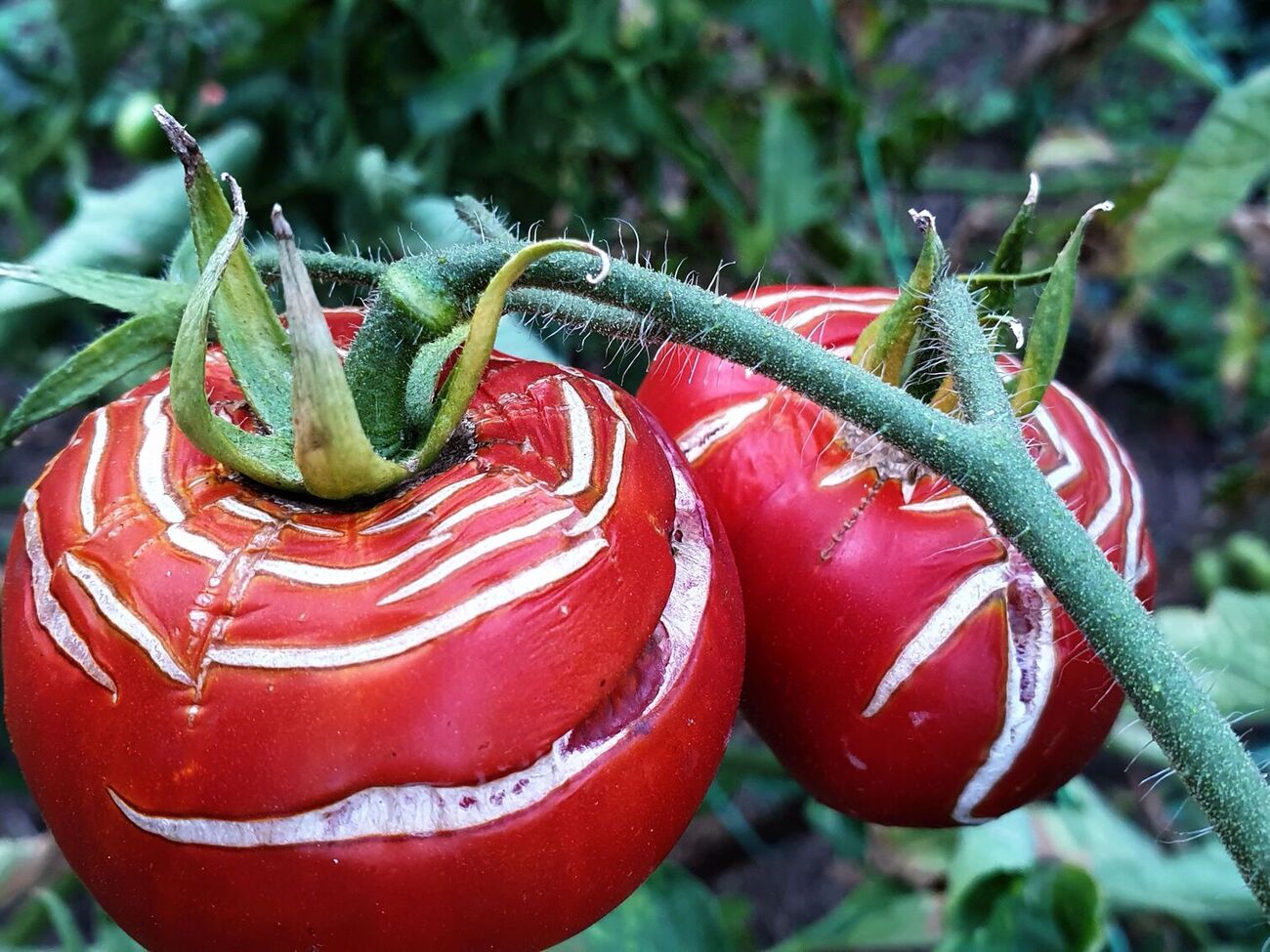 Помидоры могут растрескаться от перепада температур