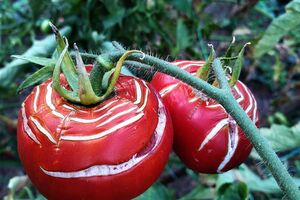 Помидоры могут растрескаться от перепада температур